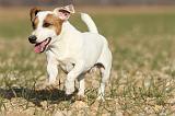 JACK RUSSEL 012
